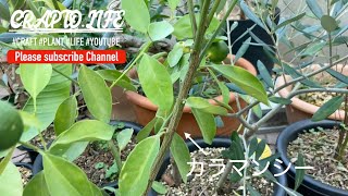 カラマンシー 挿し木やってみました。四季柑、四季橘とかいう柑橘系スーパーフードの苗を増やそうと思います。