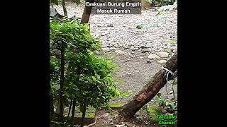 Evakuasi Burung Pipit Masuk Rumah