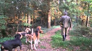 Fox hunting with dogs