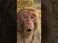 #NepaliComedy #FunnyAnimals #MonkeyVlog #DogComedy #NepaliViral