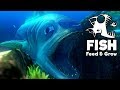 Feed and Grow Fish Gameplay German - Der dicke Nilin Fisch