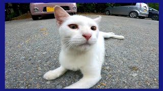 駐車場で白猫ちゃんが横たわっていたので近づいてナデナデしてきた