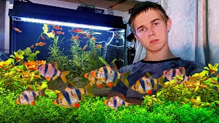 видео: Как я начал заниматься аквариумистикой! История Юного Аквариумиста картинка: Как я начал заниматься аквариумистикой! История Юного Аквариумиста