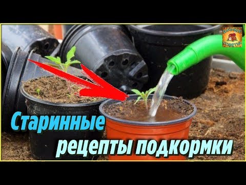 Старинные народные рецепты подкормки рассады помидоров, которые помогут получить крепкую рассаду