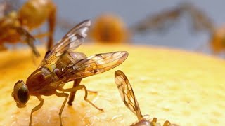 Mexican fruit fly quarantine expands in San Diego County | NBC 7 San Diego