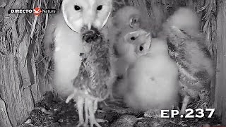 Barn Owl Nest ❸ ep.237／Lechuzas en el nido DIRECTO (Cámara 38 | Ávila)