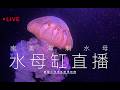 南美海刺水母缸直播