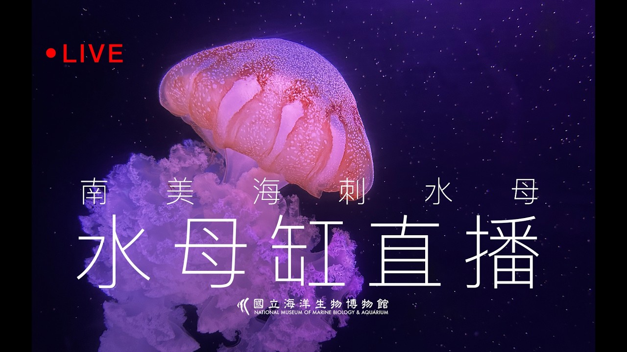 南美海刺水母缸直播 縮圖