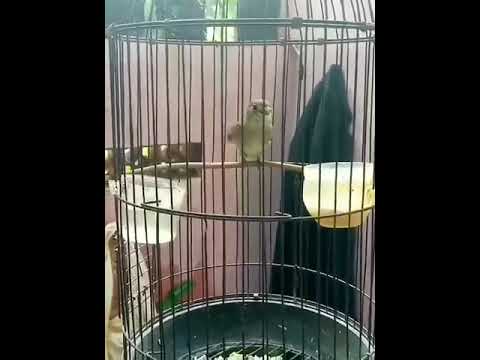 Sikatan bubik gacor