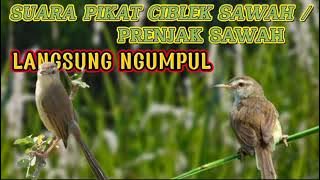 Suara Pikat Ciblek Sawah / Prenjak Sawah Jamin Langsung Ngumpul