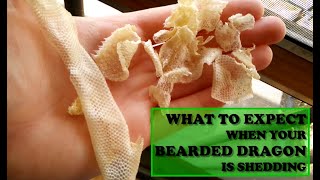 What to Expect When Your Bearded Dragon is Shedding!