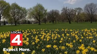 Thousands Of Daffodils Bloom In Detroit