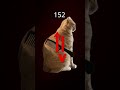 What’s the best method to get at least 1k in the cat-game? Link to my "@Williamderosa-W16e channel!"