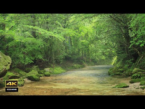 4K映像 ＋ 自然環境音ASMR  やさしく流れる乳岩川