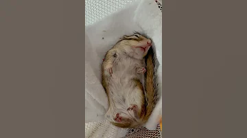 صوت الفار وهو بيشخر 