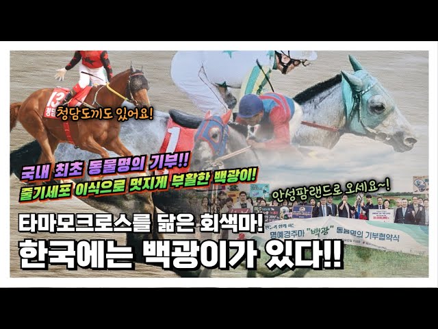 줄기세포로 멋지게 부활한 회색마 '백광'이를 아시나요~?