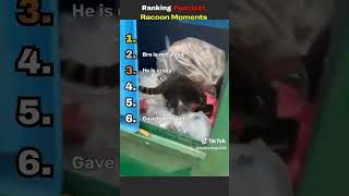 Ranking Funniest Racoon Moments #raccoon #funny #trashpanda #fyp