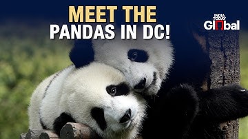 Giant Pandas Bao Li and Qing Bao Make Their Debut at Washington D.C.