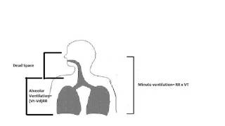 Ventilation and Dead Space VOICEOVER