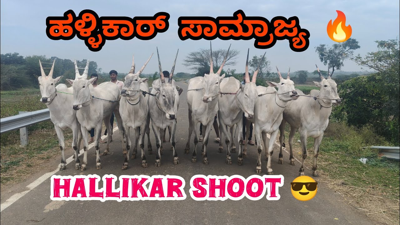 ಹಳ್ಳಿಕಾರ್ ಸಾಮ್ರಾಜ್ಯ 🔥| Hallikar shoot | Hallikar photoshoot | Hallikar video shoot | hallikar Walk 