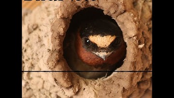 How Cliff Swallows Build a Nest