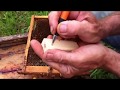 Майкл Палмер - Как брать пчеломатку в руку и метить её