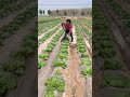 China Smart Irrigation Technique #irrigation