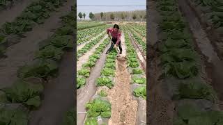 China Smart Irrigation Technique #irrigation