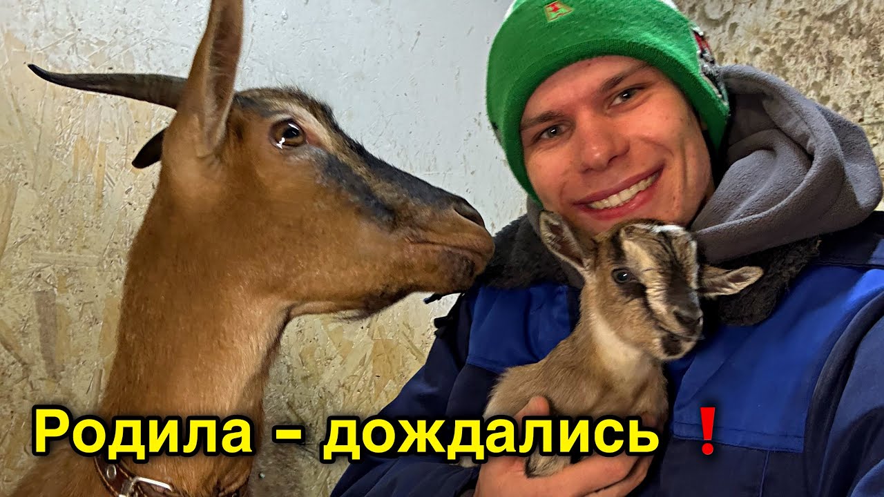 Коза-Аленушка родила - ждали МЕСЯЦ❗️КОНЬ - новый житель хозяйства. Сезон рассады открыт 🌱 