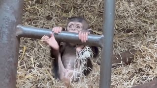 Follow the Baby Chimpanzees with their Mother - Part 33 Climbing exercises