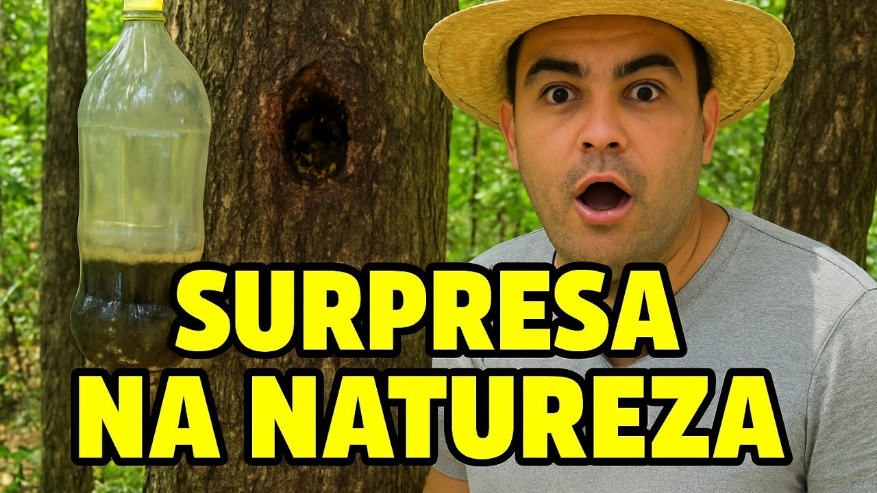 Novas capturas , ninho isca , abelhas sem ferrão 