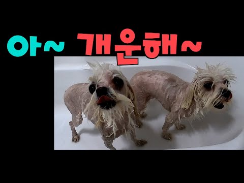 [<strong>Maltese</strong>] 513탄.목욕하고 좋아서 날라 다니는 강아지들