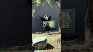 #DCPandas: Giant Pandas Bao Li and Qing Bao Flirt at Smithsonians National Zoo on Mar. 18, 2026
Along with cherry blossoms blooming near the Tidal Basin, a sure sign of spring is when our giant panda pair, Bao Li and Qing Bao, begin to show interest in one another. The result is an adorable tutorial in how to flirt, panda-style. Learn how pandas slide into each other’s DMs in our latest panda update! STORY: https://nationalzoo.si.edu/animals/news/dcpandas-spring-brings-sparks-between-bao-li-and-qing-bao. #DCPandas: Giant Pandas Bao Li and Qing Bao Flirt at Smithsonians National Zoo on Mar. 18, 2026