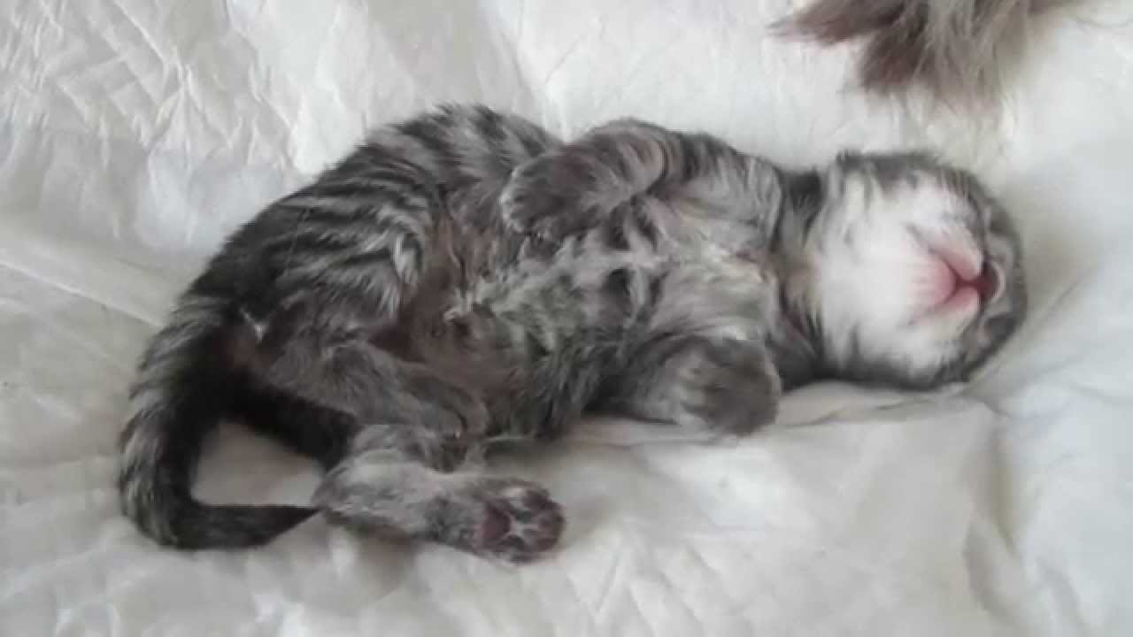 Cucciolo Gatto Norvegese Delle Foreste Avendo Un Incubo Youtube