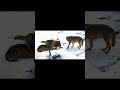 أسرار حياة الذئاب: كيف يخطط القطيع للبقاء؟ | وثائقي بين السطور #shorts #وثائقي #حيوانات