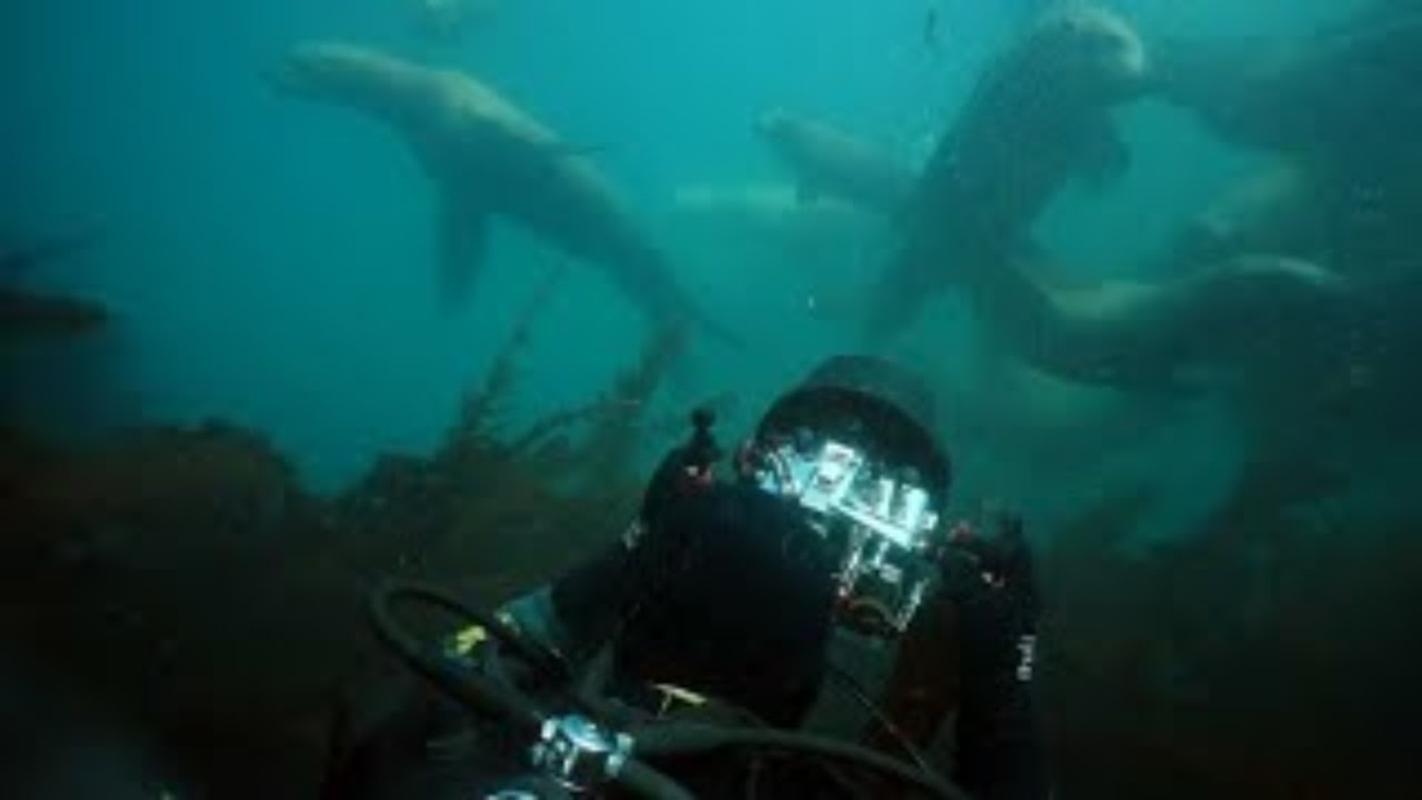 The Secret Life of Sea Cucumbers and Pearlfish 