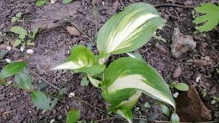 Hosta flowers by Fantastic variety of nature 30 views 2 weeks ago 1 minute, 14 seconds