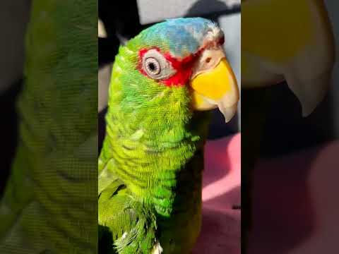 Finschii Amazona parrot #hassanpapagei