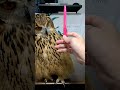 ペンを使ってフクロウに遊んでもらう飼い主(〇v〇) #shorts