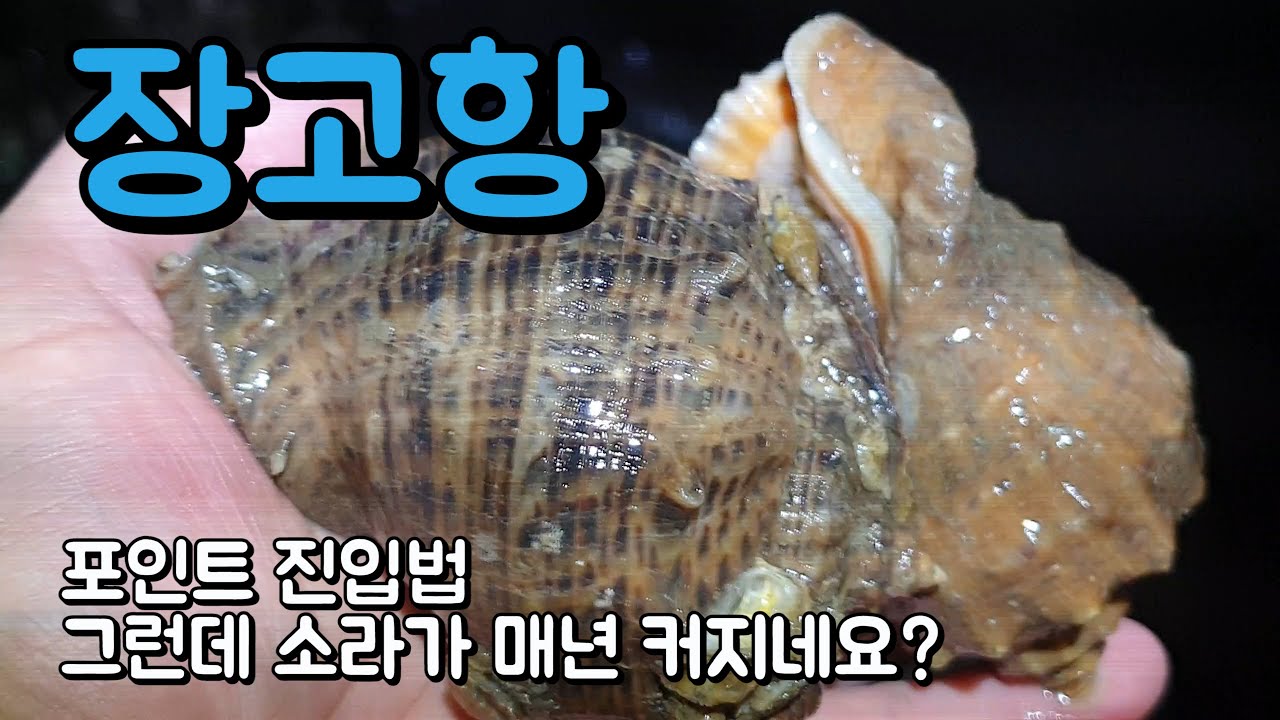 장고항 해루질 소라 씨알이 점점 커집니다.박하지보다 잘나와요;; 루어낚시로 광어 잡는것도 봤습니다ㄷㄷ