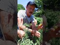 Make Your Tomatoes Give You More Fruit Make Your Tomatoes Give You More Fruit
