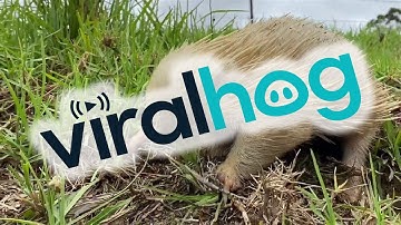 A Rare Albino Echidna || ViralHog