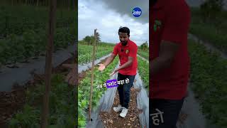 3 रज ज दग आपक लख Marid Farming Secrets