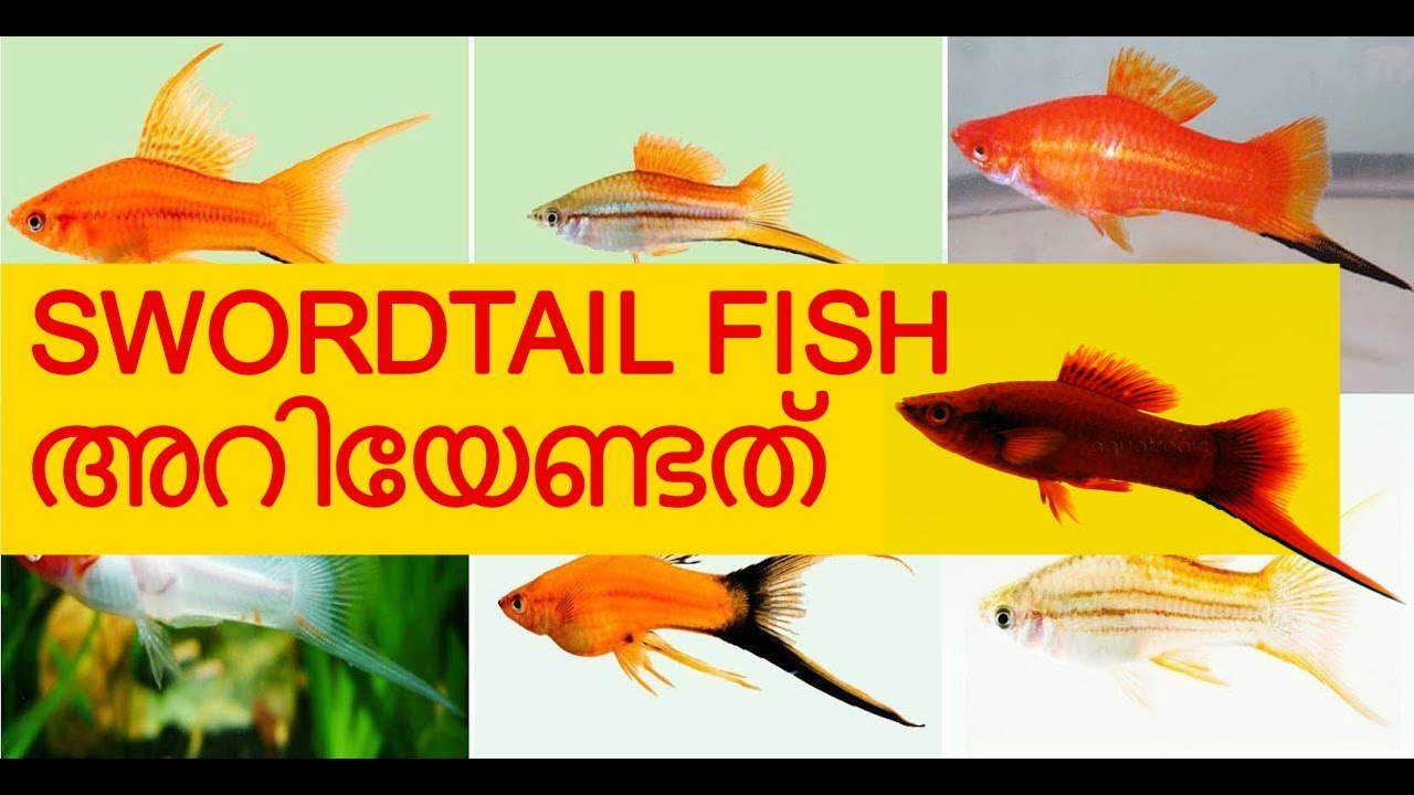 Swordtail Fish Detail Vivek Parayil Parayil Aqua YouTube
