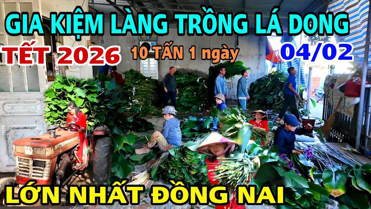 ĐỘC ĐÁO TẾT 2026 LÀNG GIA KIỆM VÙNG TRỒNG LÁ DONG LỚN NHẤT ĐỒNG NAI THU HOẠCH NGÀY 10 TẤN LÁ DONG .