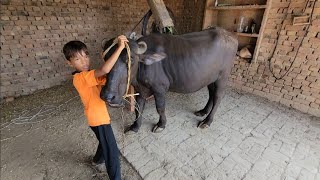 Buffalo video | Buffalo care | Chacha Bhatija Vlog