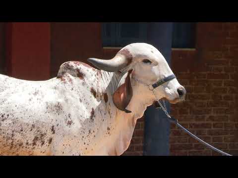 LOTE 43 •  LEILÃO GIR LEITEIRO RCLR FAZENDA CLÁUDIA • RCLR 86