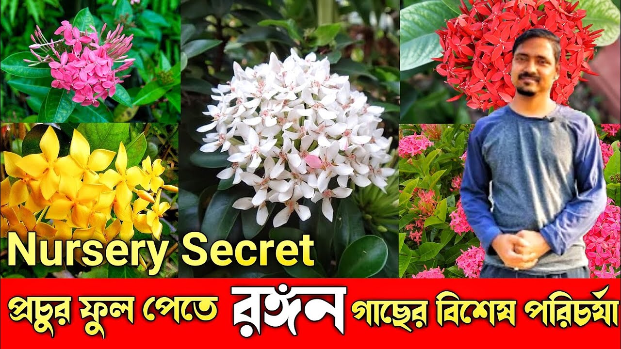 প্রচুর ফুল পেতে রঙ্গন গাছের পরিচর্যা করুন এখনি / Ixora Plant Care / Rongon Flower plant.