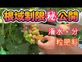 葡萄の育て方【根域制限栽培の鉄則公開】オンラインサロン限定動画を公開。儲かる農業経営には150Lの選択が最適。土量の追加増量は手間が増えるだけ。試験栽培のやり方。シャインマスカットの日焼けが無残。