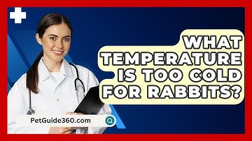 What Temperature Is Too Cold for Rabbits? - PetGuide360.com